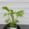 Dicentra s. Alba (Gebroken hartje), wit