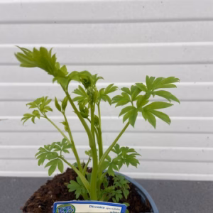 Dicentra s. Alba (Gebroken hartje), wit