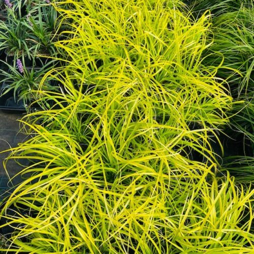 Carex Oshimensis 'Everillo' (Zegge)