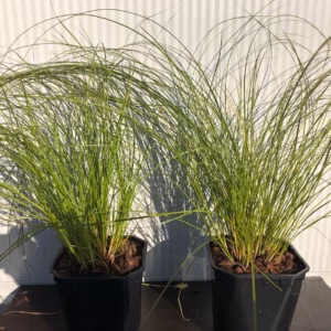 Carex Testacea 'Prairie fire'