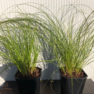 Carex Testacea 'Prairie fire'