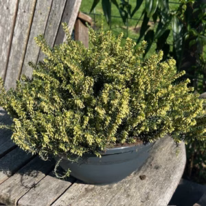 Erica carnea, (winterheide) wit (Silberschmelze)