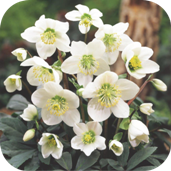 Helleborus (Kerstroos)