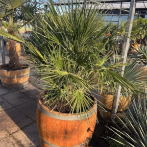 3/4 wijnvat met palm Chamaerops humilis (Europese dwergpalm)
