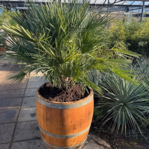 3/4 wijnvat met palm Chamaerops humilis (Europese dwergpalm)
