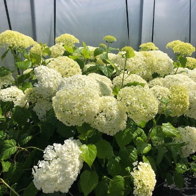 Hydrangea arborescens Annabelle (Hortensia)