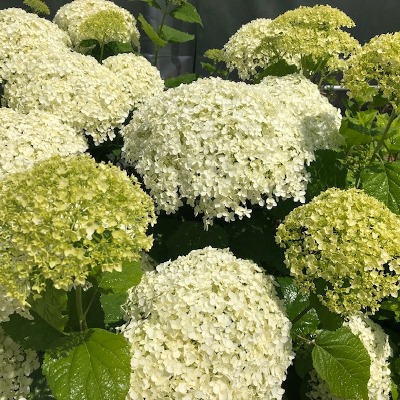 Hydrangea arborescens Annabelle (Hortensia)