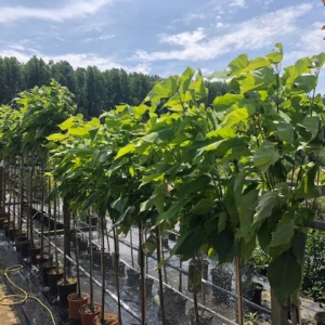 Catalpa bignonioides Nana (Boltrompetboom)