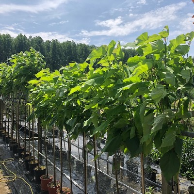 Catalpa bignonioides Nana (Boltrompetboom)