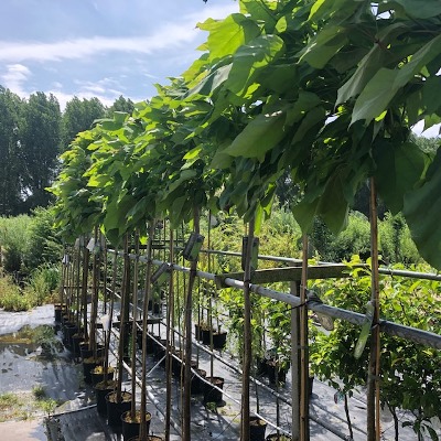 Catalpa bignonioides Nana (Boltrompetboom)