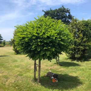 Robinia ps. 'Umbraculifera' (Acacia)