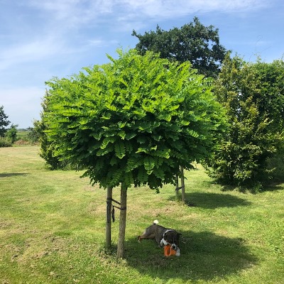 Robinia ps. 'Umbraculifera' (Acacia)