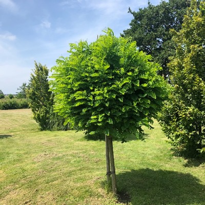 Robinia ps. 'Umbraculifera' (Acacia)