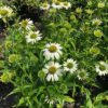 Echinacea p.alba