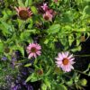 Echinacea purp. 'Magnus'