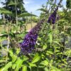 Buddleja d. Émpire Blue (Vlinderstruik)
