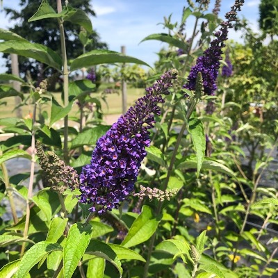 Buddleja d. Émpire Blue (Vlinderstruik)