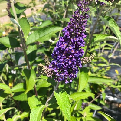 Buddleja d. Émpire Blue (Vlinderstruik)