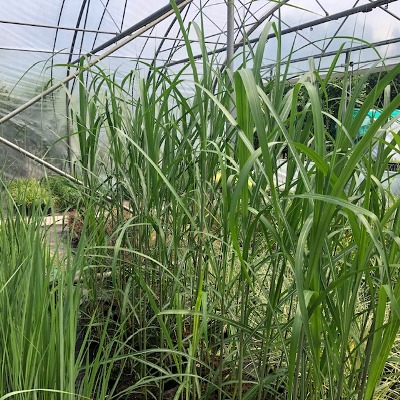 Miscanthus x giganteus (Olifantengras)