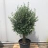 Olea europaea (Olijfboom) potmaat 55 cm