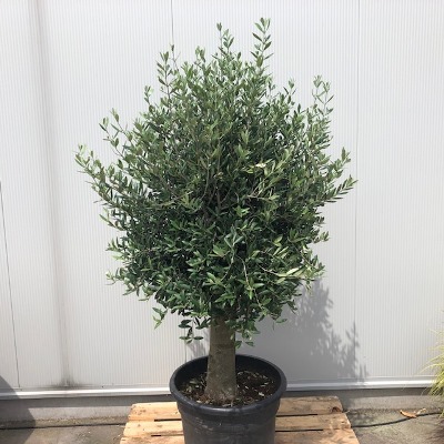 Olea europaea (Olijfboom) potmaat 55 cm