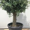 Olea europaea (Olijfboom) potmaat 55 cm