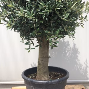 Olea europaea (Olijfboom) potmaat 55 cm