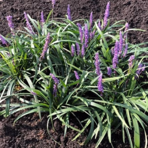 Liriope muscari 'Money maker' (leliegras)