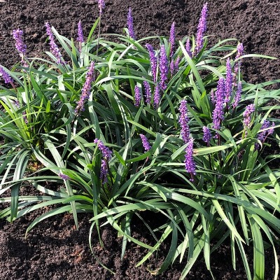 Liriope muscari 'Money maker' (leliegras)