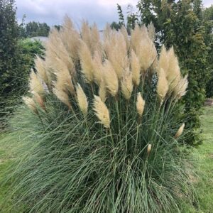 Cortaderia seloana (Pampasgras)