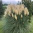 Cortaderia seloana (Pampasgras)