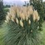 Cortaderia seloana (Pampasgras)