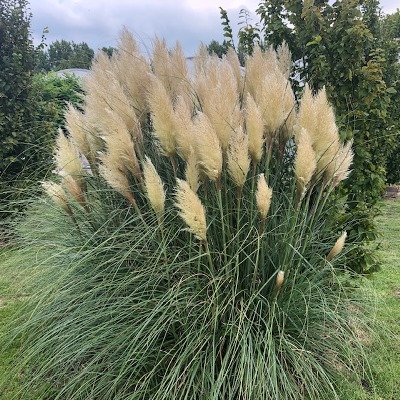 Cortaderia seloana (Pampasgras)