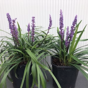 Liriope muscari 'Money maker' (leliegras)