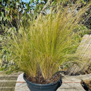 Stipa Tenuissima 'Ponytails', (Vedergras)