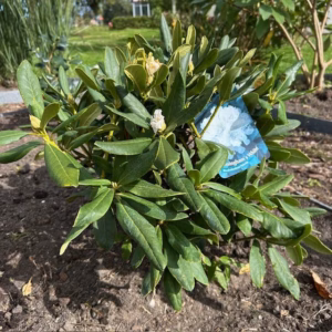 Rhododendron 'Chunningham's white'