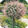 Salix integra Hakuro-nishiki (Bonte wilg)