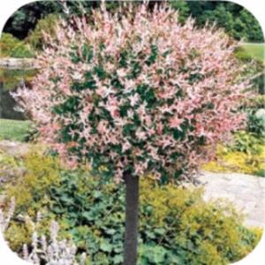 Salix integra Hakuro-nishiki (Bonte wilg)