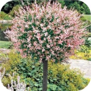 Bomen en boompjes