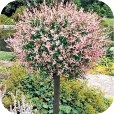 Perseus einde Het is de bedoeling dat Salix integra Hakuro-nishiki (Bonte wilg), 150 cm stamhoogte - Tas  Boomkwekerij