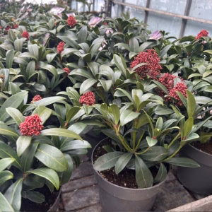 Skimmia j. Rubella