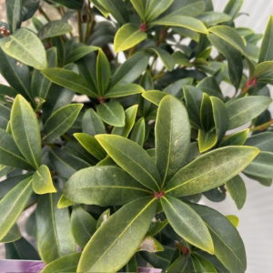 Skimmia j. Rubella