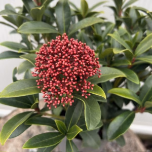 Skimmia j. Rubella