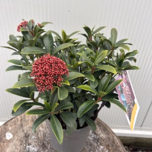 Skimmia j. Rubella