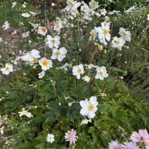 Anemone hyb. 'Honorine Jobert' (herfst anemoon)