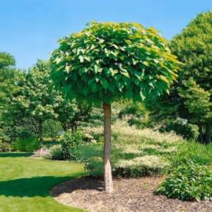 Catalpa (Boltrompetboom)
