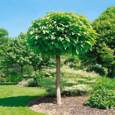 Catalpa (Boltrompetboom)