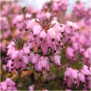 Heide planten
