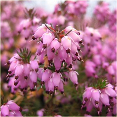 Heide planten