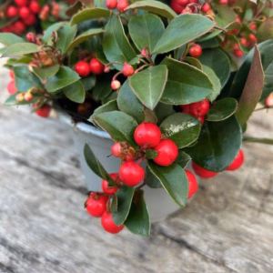 Gaultheria procumbens (Bergthee)